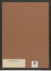 Diatomeae indet. Zeichnungen Sammlung Grunow Mappe 02855 (Herbarium_W_Grunow_drawings_Folder_02855)